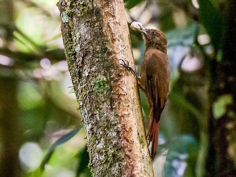 Plain-winged Woodcreeper, 照片 2