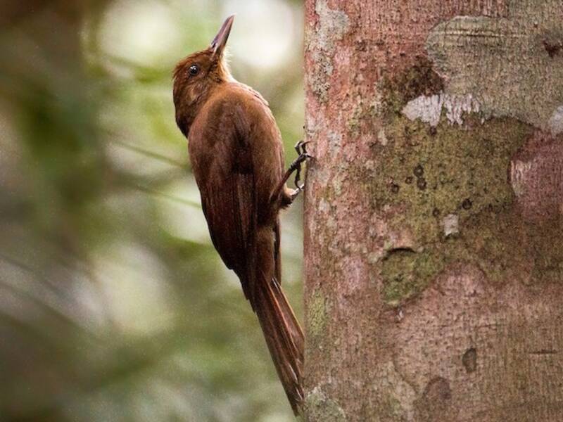 Plain-winged Woodcreeper, 照片 4