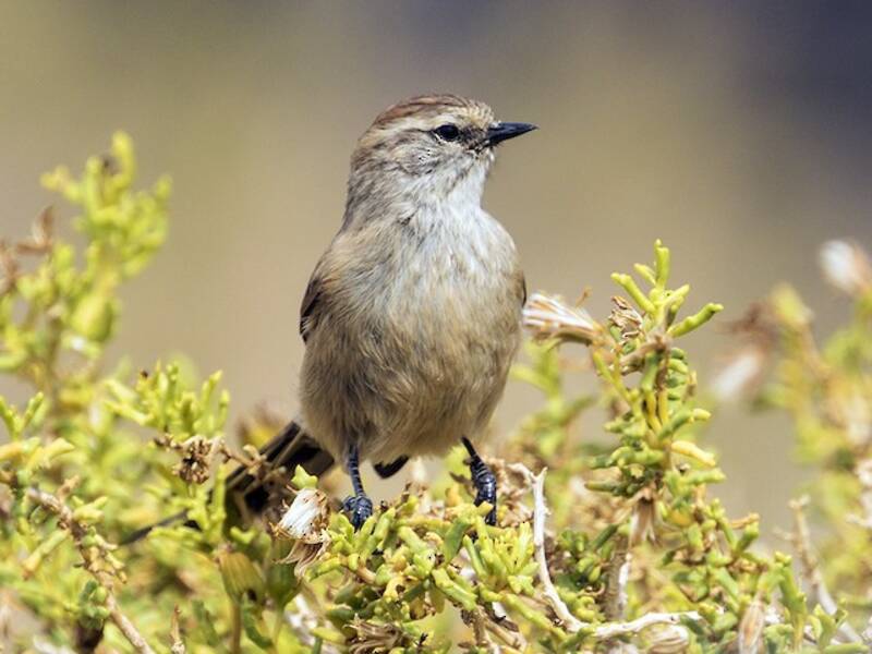 Coda spinosa dal mantello liscio, Foto 3