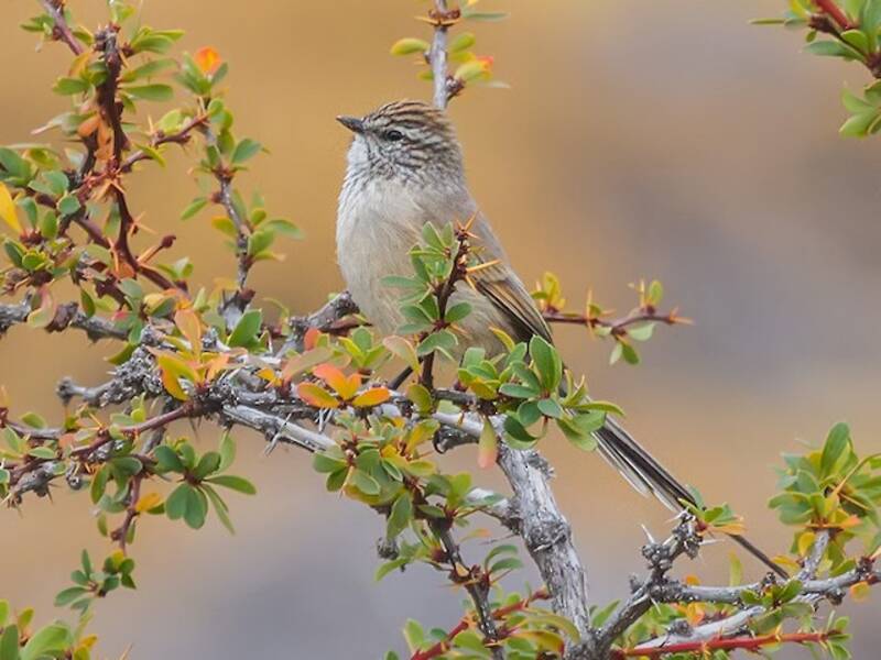 Coda spinosa dal mantello liscio, Foto 4