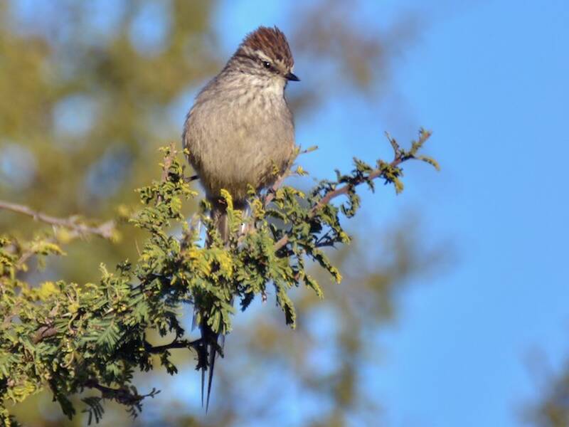 Plain-mantled Tit-Spinetail (Leptasthenura aegithaloides)