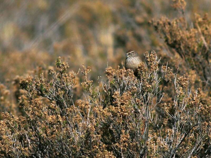 Coda spinosa dal mantello liscio, Foto 2
