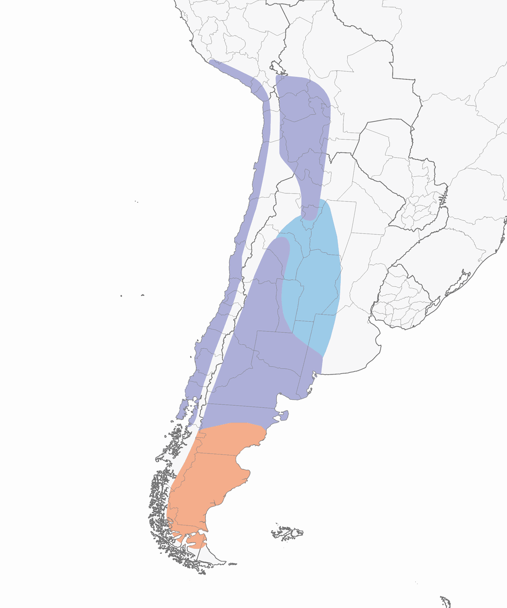 Coda spinosa dal mantello liscio, Distribuzione 1