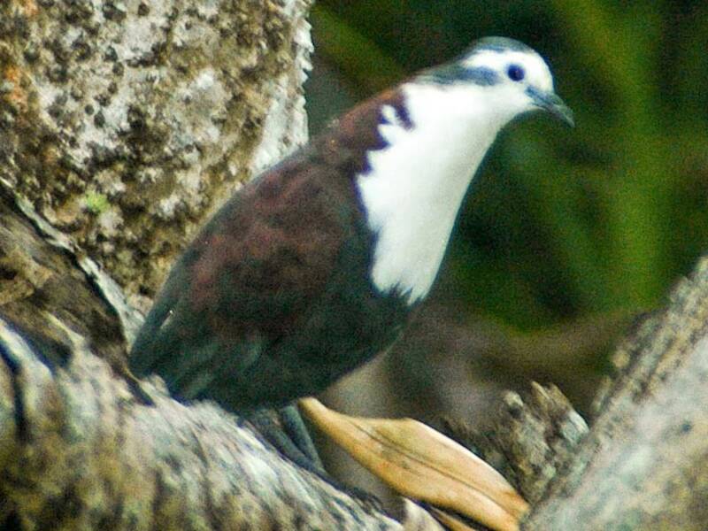 Tortora terricola polinesiana, Foto 4