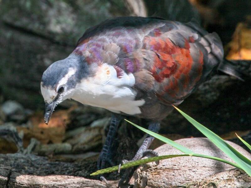 Tortora terricola polinesiana, Foto 3