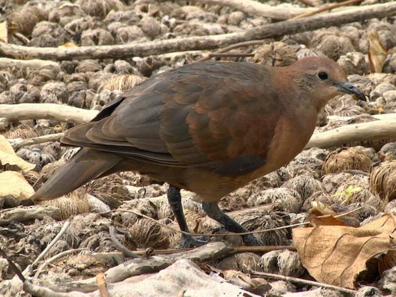 Tortora terricola polinesiana