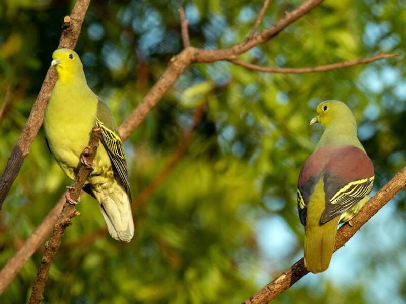 Sri Lanka Green-Pigeon