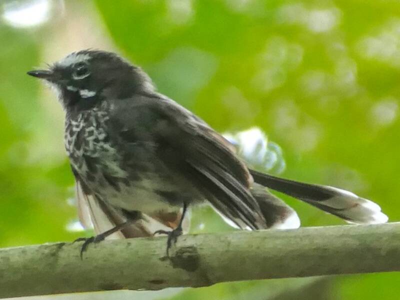 Codaventaglio di Pohnpei, Foto 2