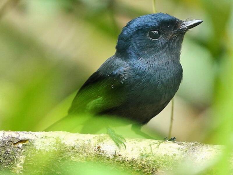 Pohnpei-Fliegenschnäpper