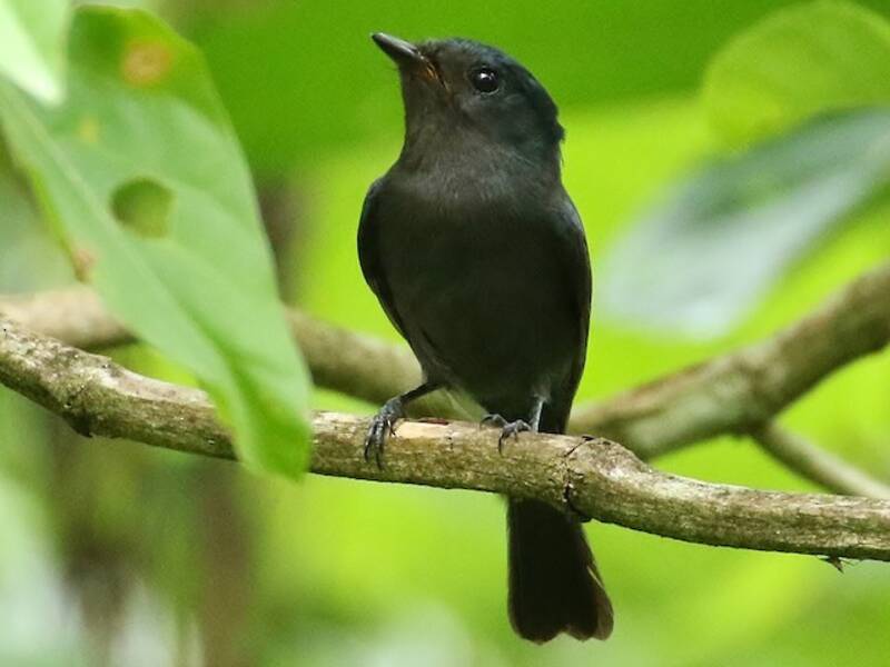 Pohnpei-Fliegenschnäpper, Fotos 3