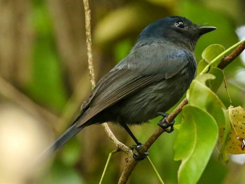 Pohnpei-Fliegenschnäpper, Fotos 2