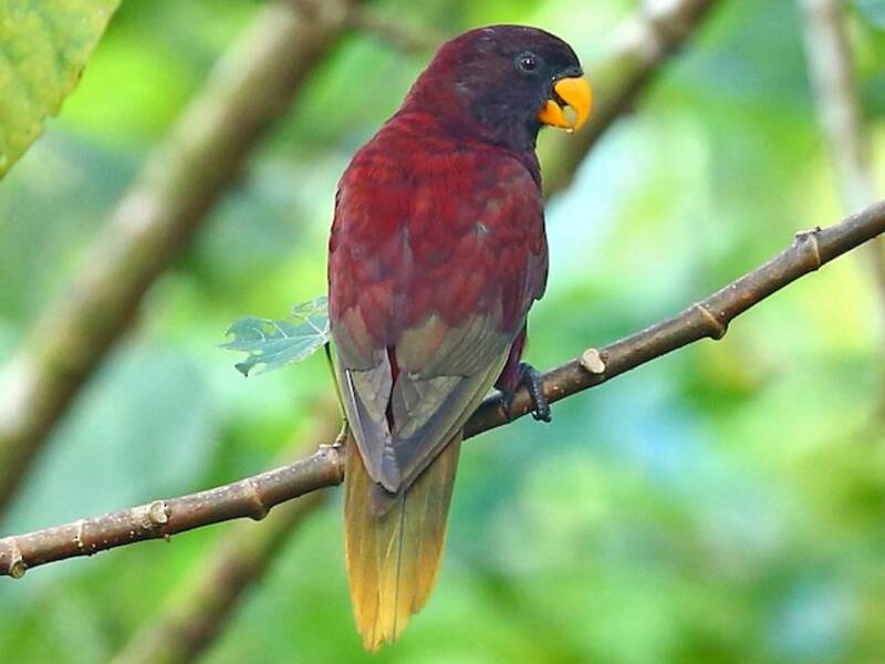 Lorichetto di Pohnpei - Trichoglossus rubiginosus