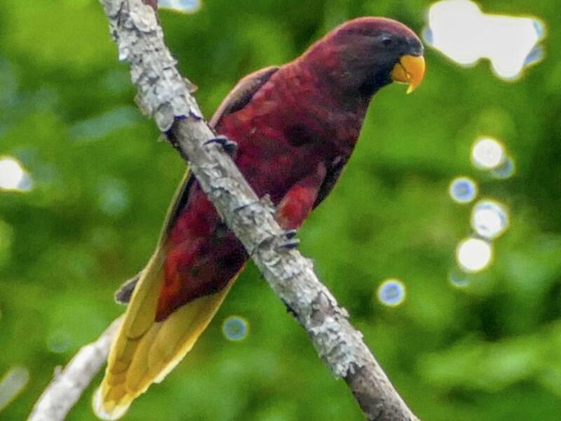 Lorichetto di Pohnpei, Foto 3