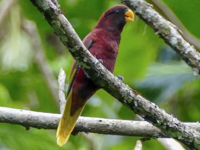Lorichetto di Pohnpei, Foto 2