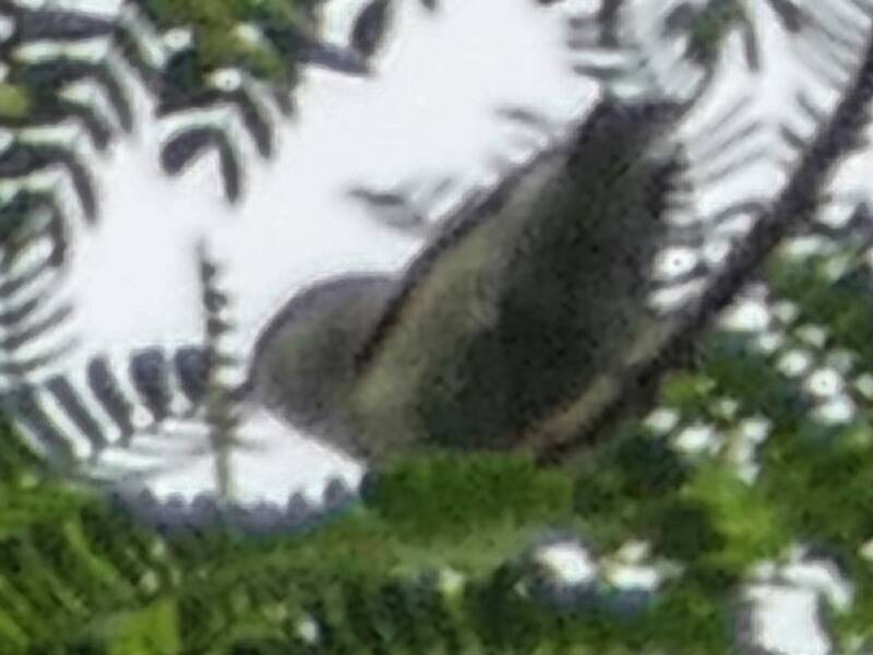 Anteojitos de Pohnpei, Fotos 2