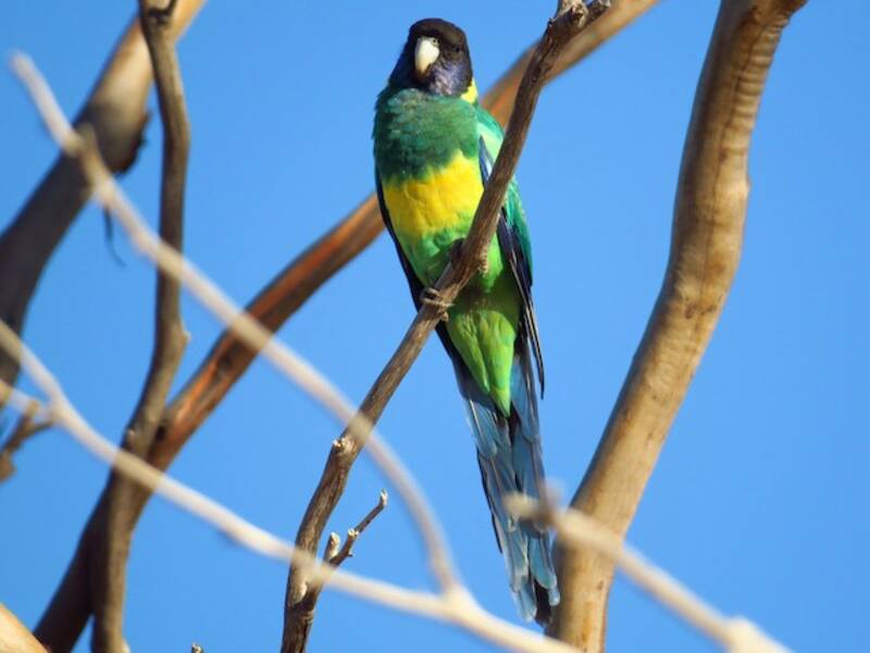 Perico Anillado Australiano, Fotos 4