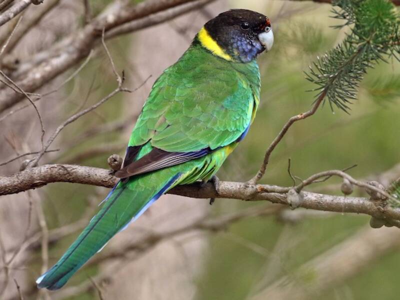 Australian Ringneck (Barnardius zonarius)