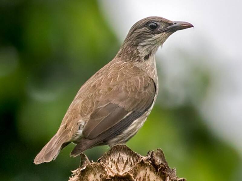 Polynesian Starling, Photos 4