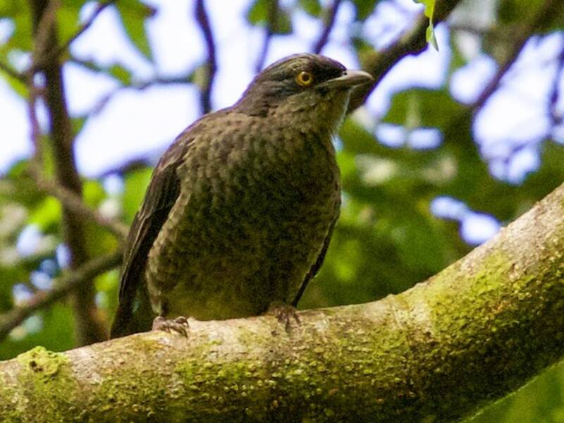 Polynesian Starling, Photos 3
