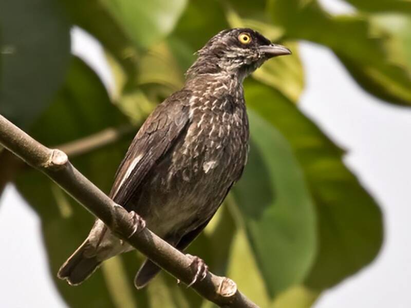 Polynesian Starling, Photos 2
