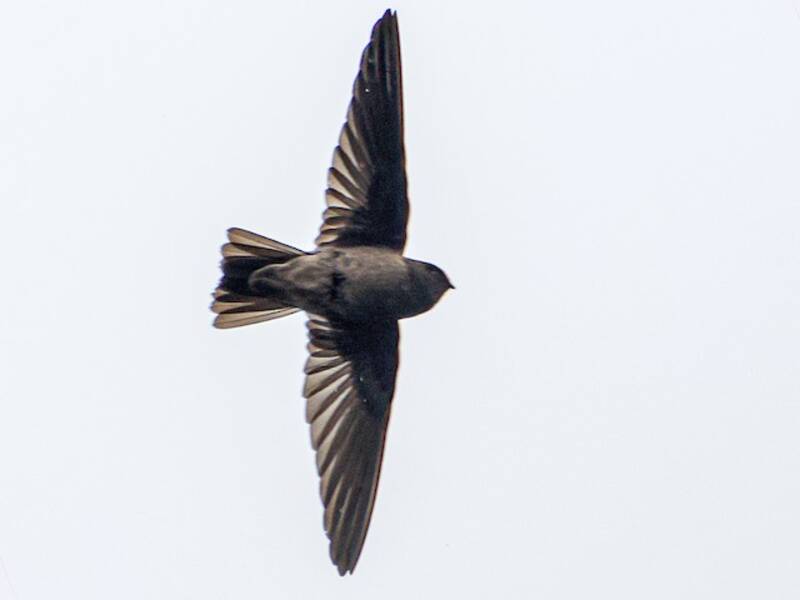 Aerodramus di Tahiti