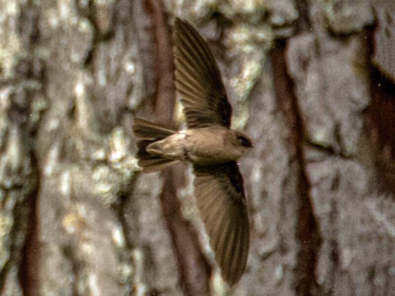 Aerodramus di Tahiti, Foto 2