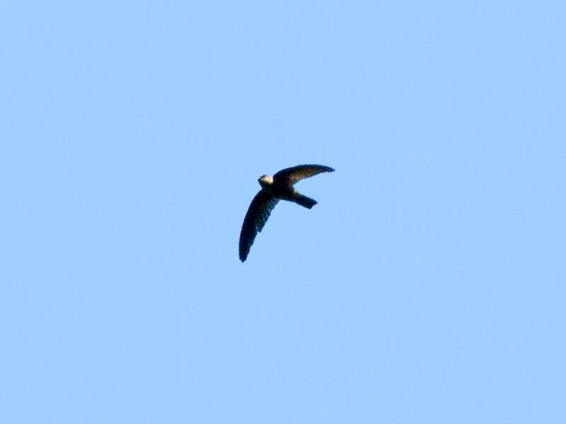 Aerodramus di Tahiti, Foto 3