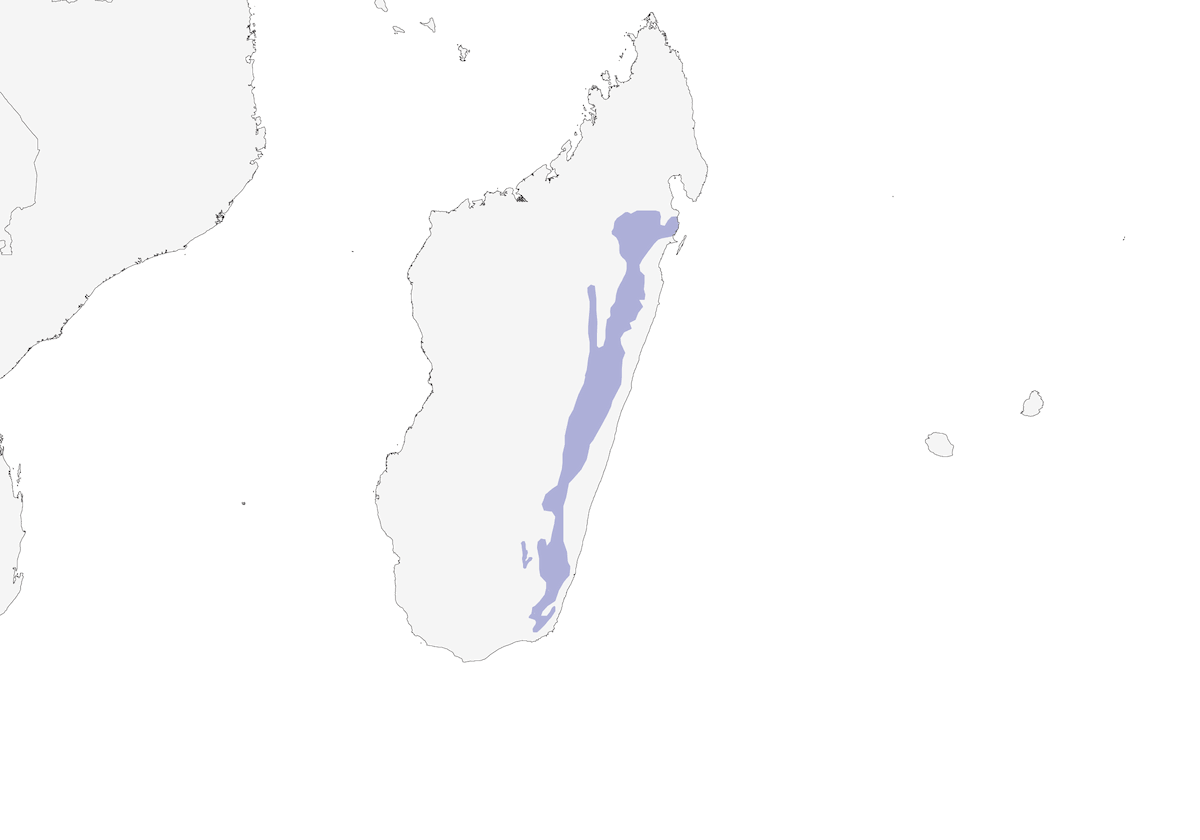 Pollen's Vanga, Distribution 1