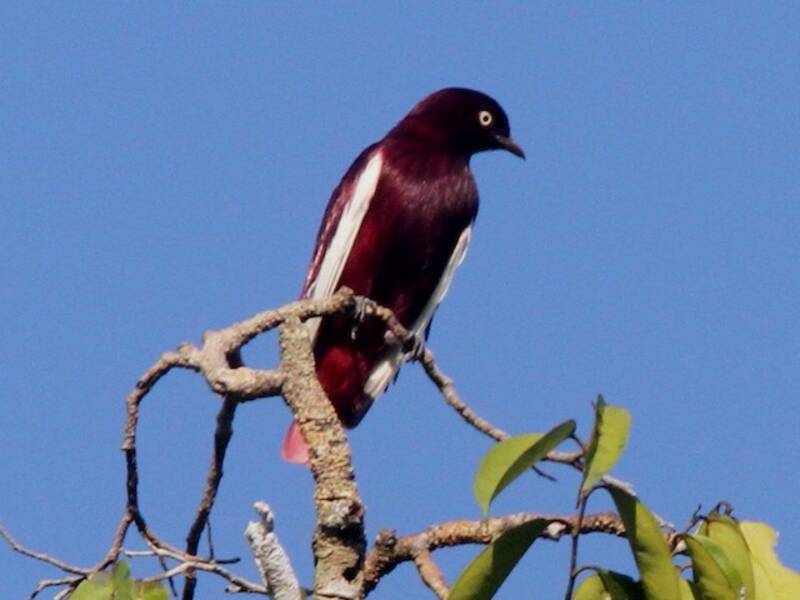 Cotinga pompadour, Fotos 3
