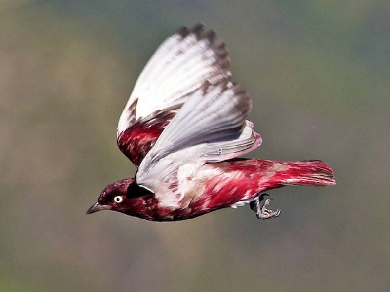 Pompadour Cotinga (Xipholena punicea)