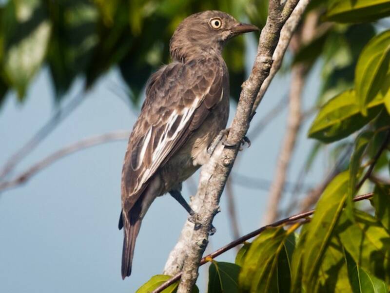 Cotinga pompadour, Fotos 2