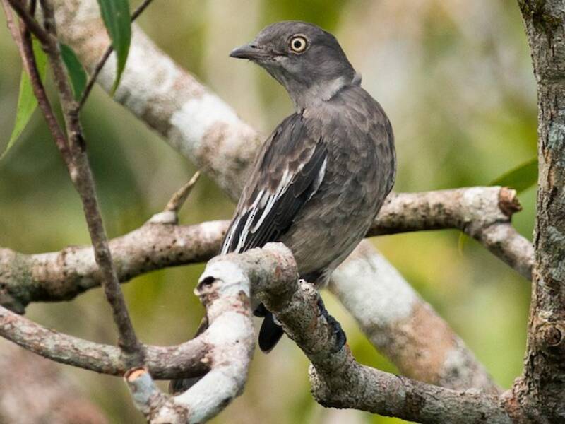 Cotinga pompadour, Fotos 4