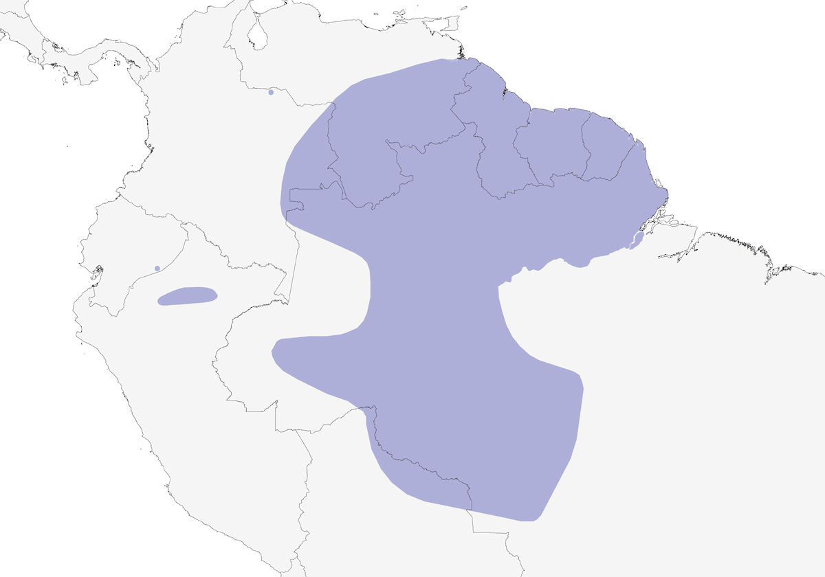 Cotinga pompadour, Distribución 1