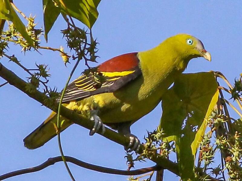 Philippine Green-Pigeon, 照片 4