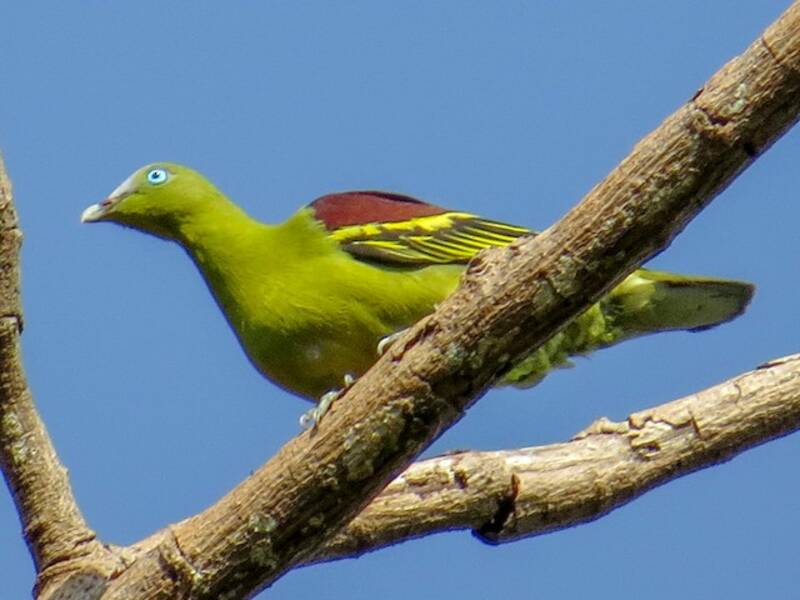 Philippine Green-Pigeon, 照片 3