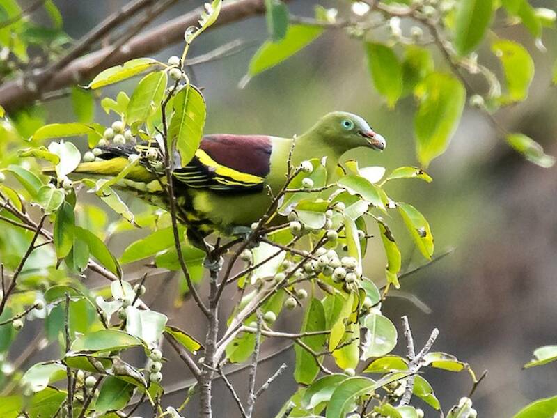 Philippine Green-Pigeon, 照片 2