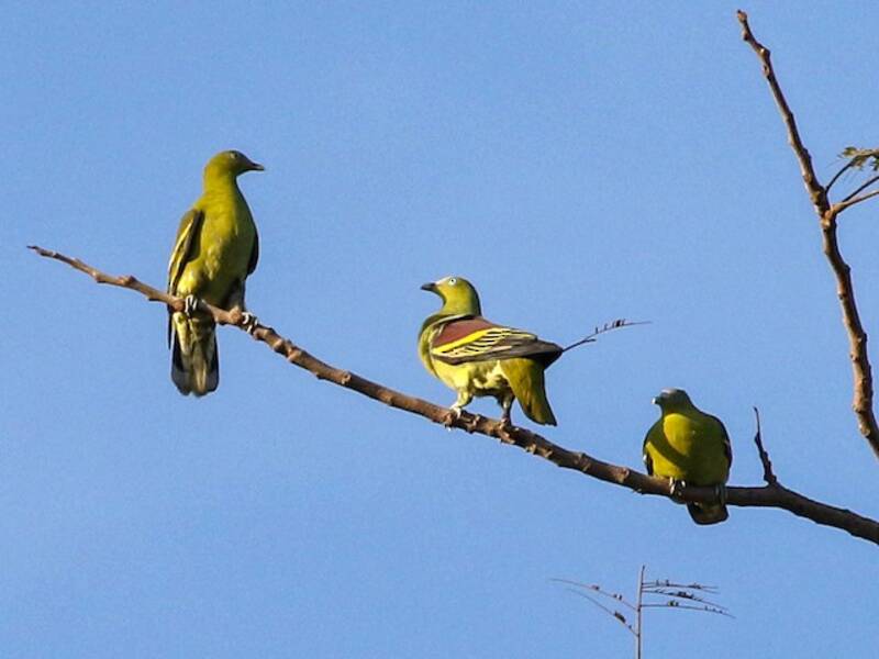 Philippine Green-Pigeon
