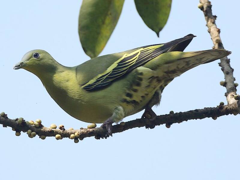 Colombo verde frontegrigia, Foto 4