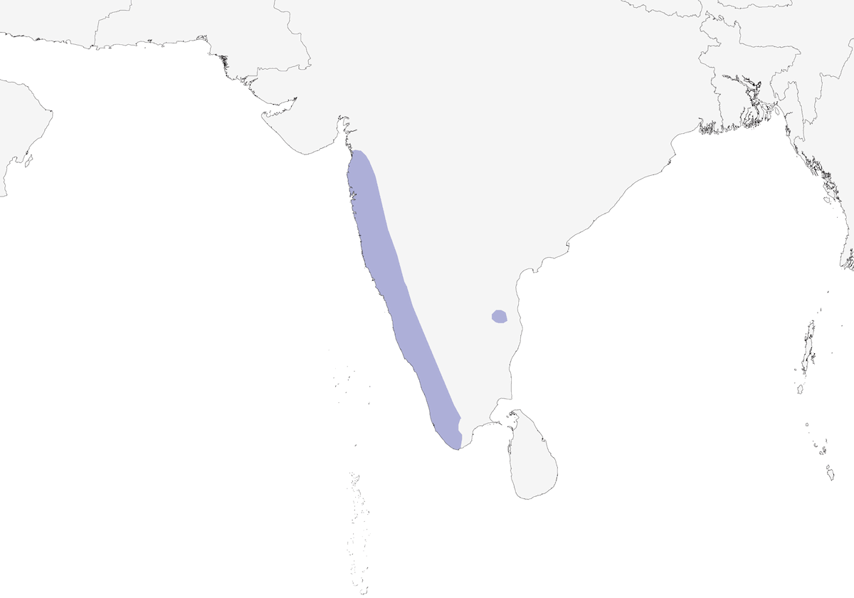 Colombo verde frontegrigia, Distribuzione 1