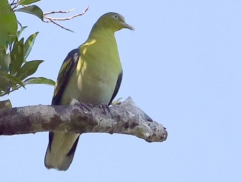 Piccione verde di Buru, Foto 2