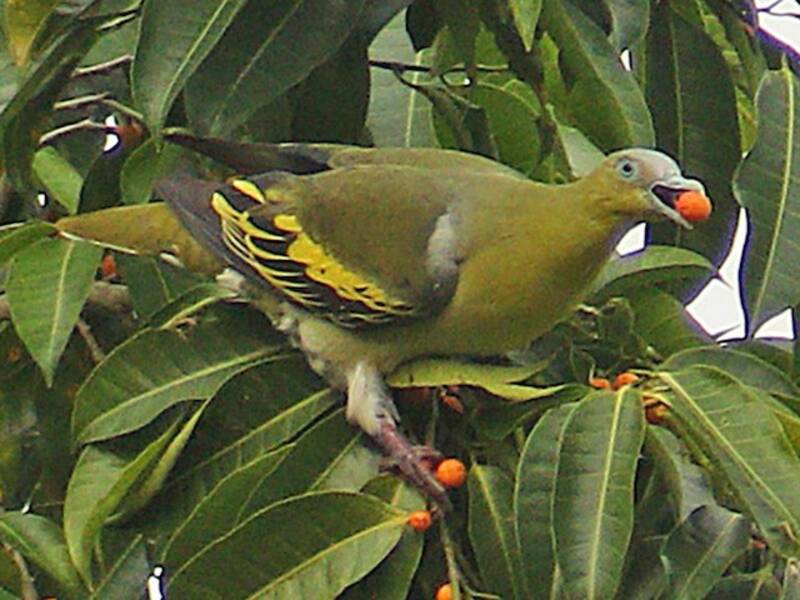 Piccione verde di Buru, Foto 3