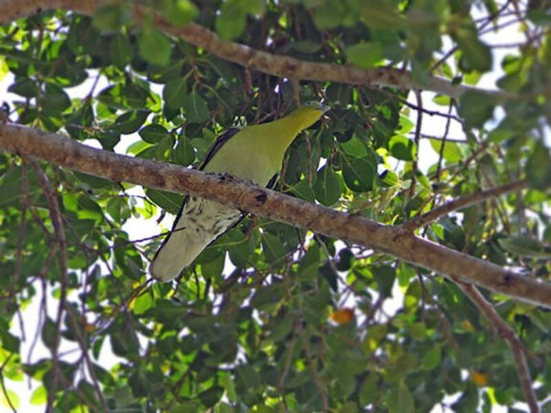 Piccione verde di Buru, Foto 4