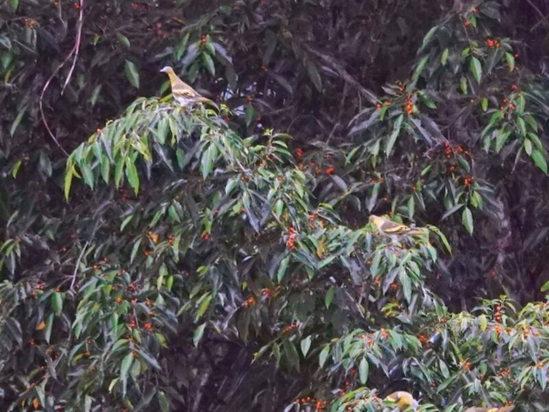 Piccione verde di Buru