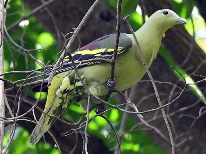 Andaman Green-Pigeon, Photos 3