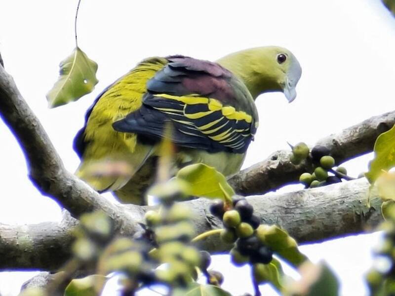 Andaman Green-Pigeon, Photos 2