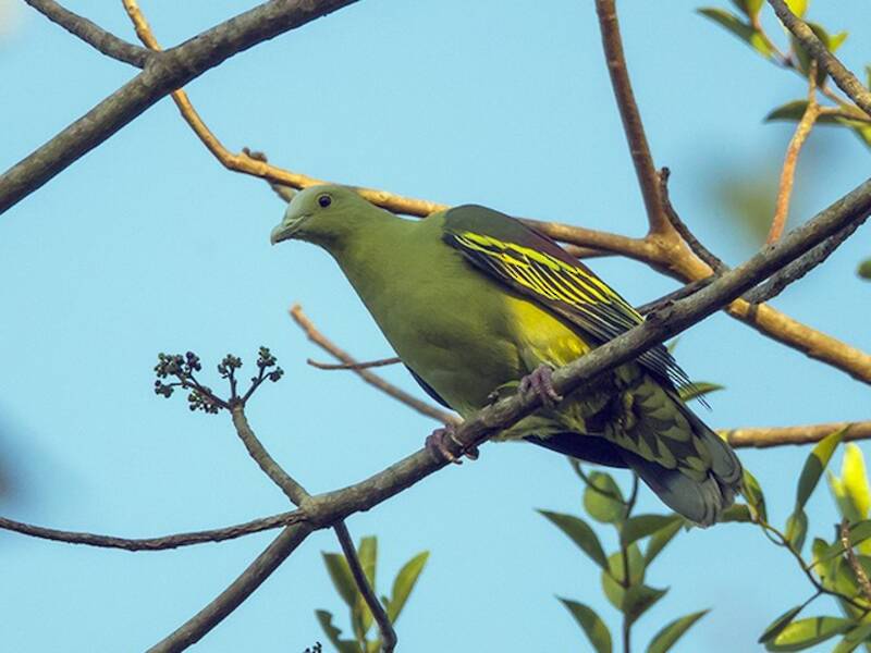 Andaman Green-Pigeon