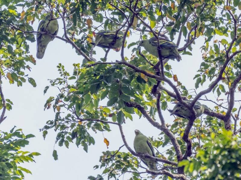 Andaman Green-Pigeon, Photos 4