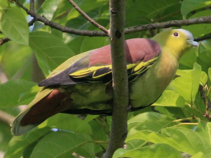 Colombo verde testagrigia, Foto 4