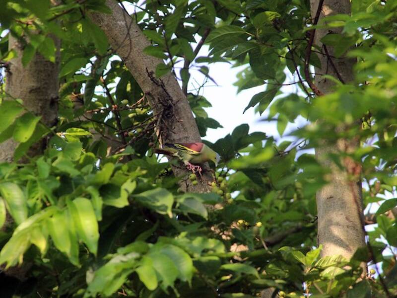 Colombo verde testagrigia
