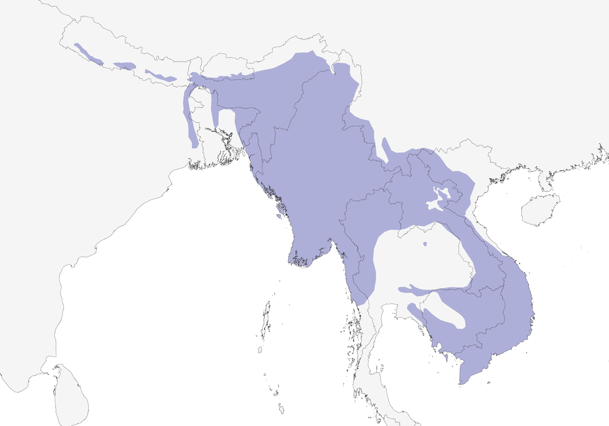 Colombo verde testagrigia, Distribuzione 1